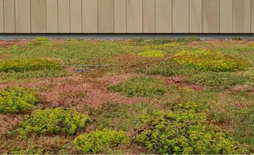 Subsidie voor een groen dak of groene gevel