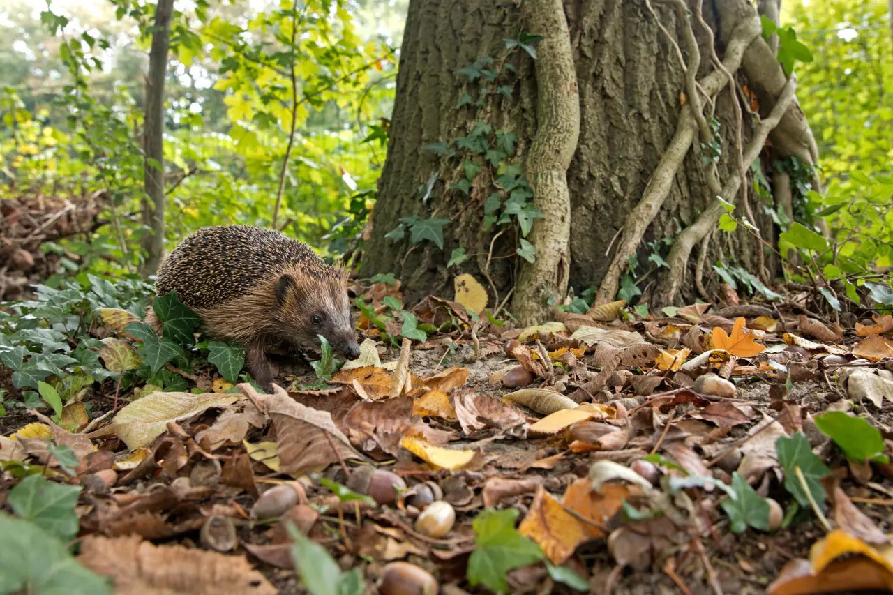 Egels en andere dieren houden van een rommelige tuin met veel hoekjes en blaadjes.