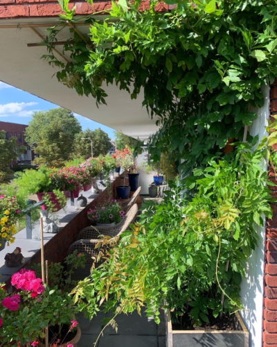 Het hele jaar een groen balkon