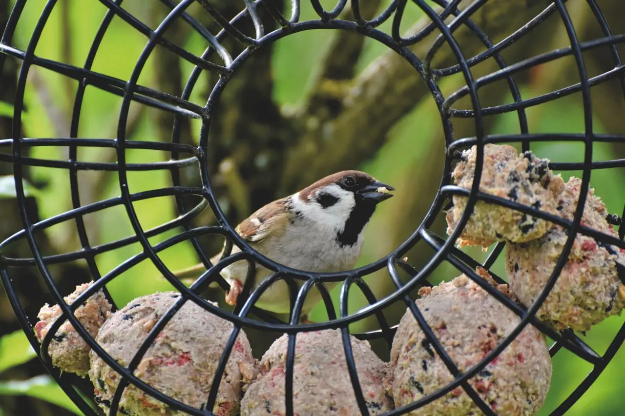 Duurzame wintertip: voer vogels vetbollen zonder plastic netje.