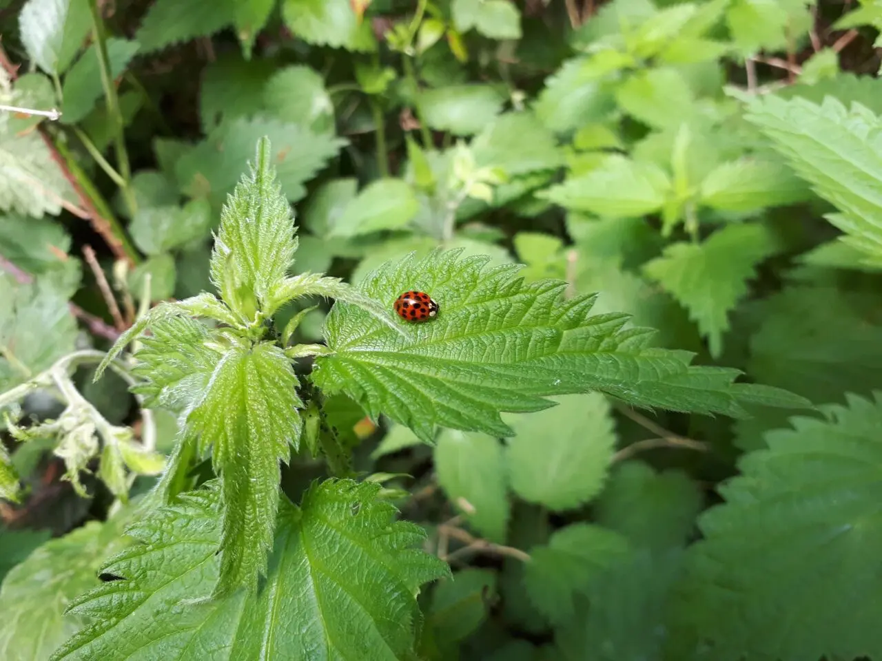 LIeveheersbeestje: deze beestjes en insecten wil je graag in je tuin.