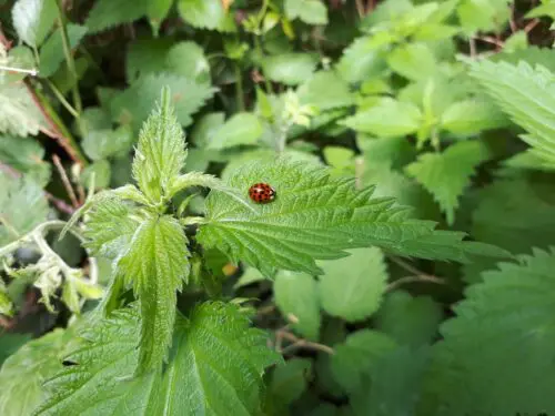 Deze beestjes wil je graag in je tuin