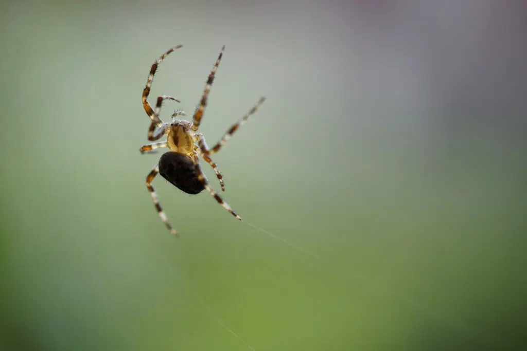 Spin: nuttige dieren in je natuurlijke tuin. 
