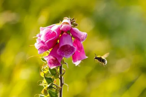 Kies voor inheemse planten