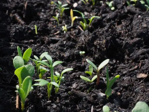 Een groene tuin met een klein budget