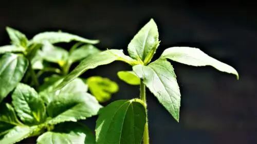 Plant een stekje
