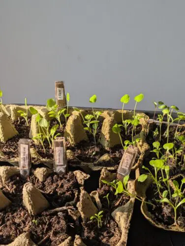 Knutselen met Pasen: haal bloemzaden in onze zadenbieb