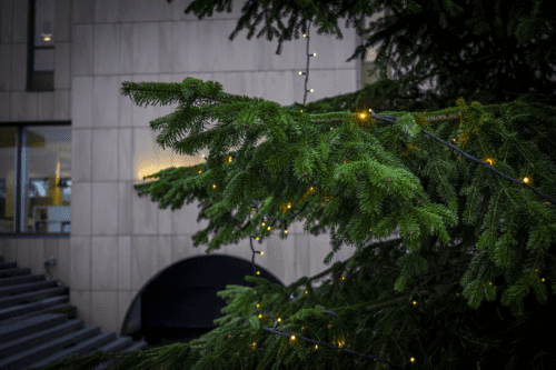 Zo vier je kerst met een duurzame kerstboom