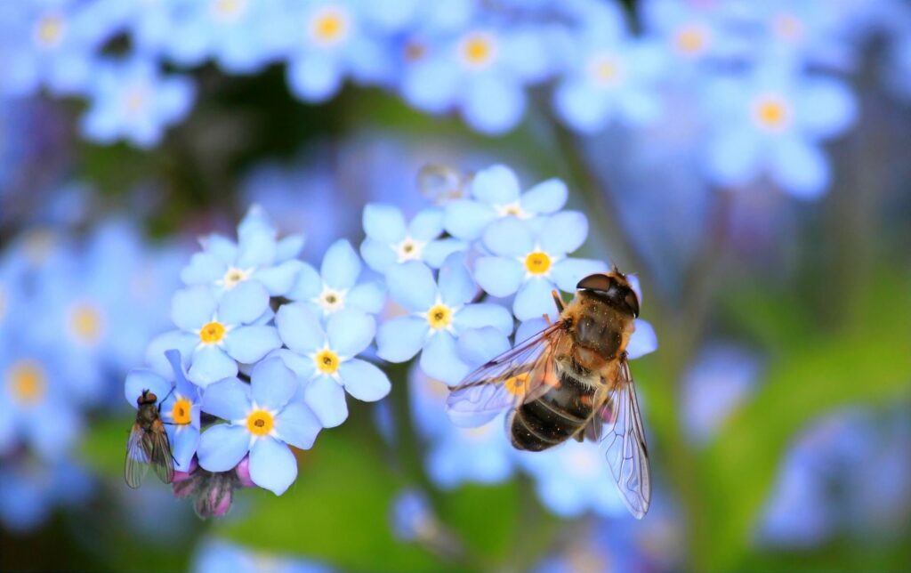 Bij op bloemen: waarom je graag bijen en andere dieren in je tuin wilt hebben.
